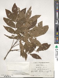 Carya myristiciformis image