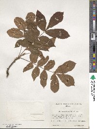 Carya myristiciformis image