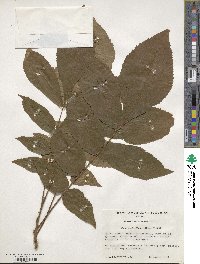 Carya myristiciformis image