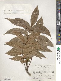 Carya illinoinensis image