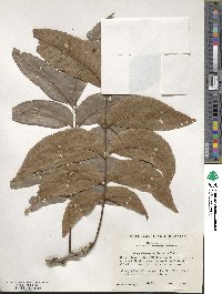 Carya illinoinensis image