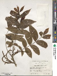 Carya illinoinensis image