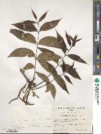 Carya illinoinensis image