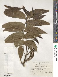 Carya illinoinensis image