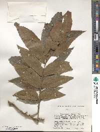 Carya illinoinensis image