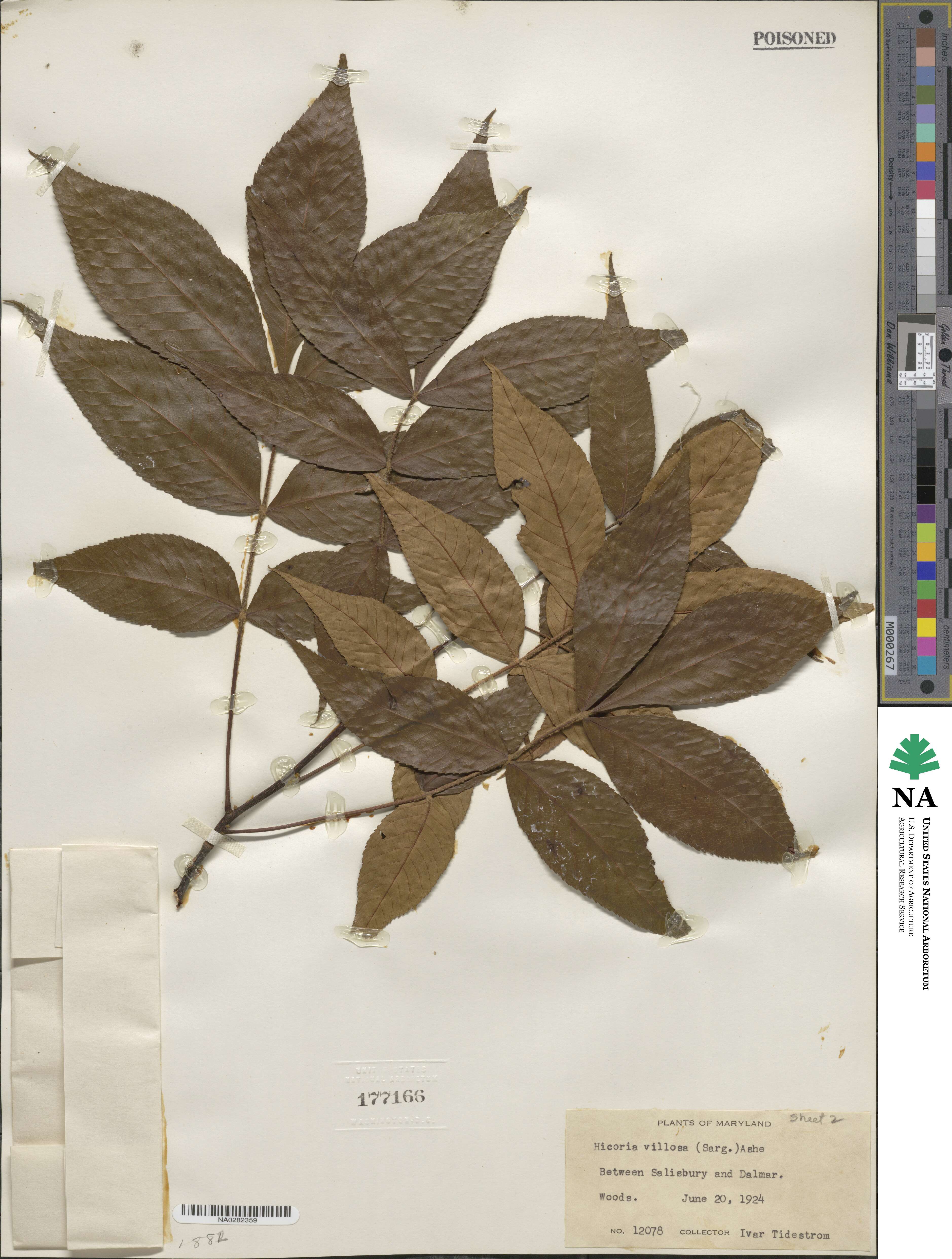 Carya texana image