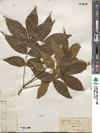 Carya texana image