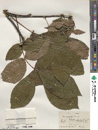 Carya alba image