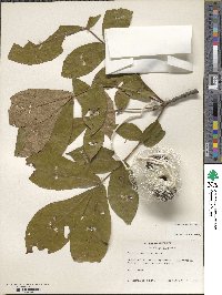 Carya alba image