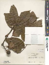 Carya alba image