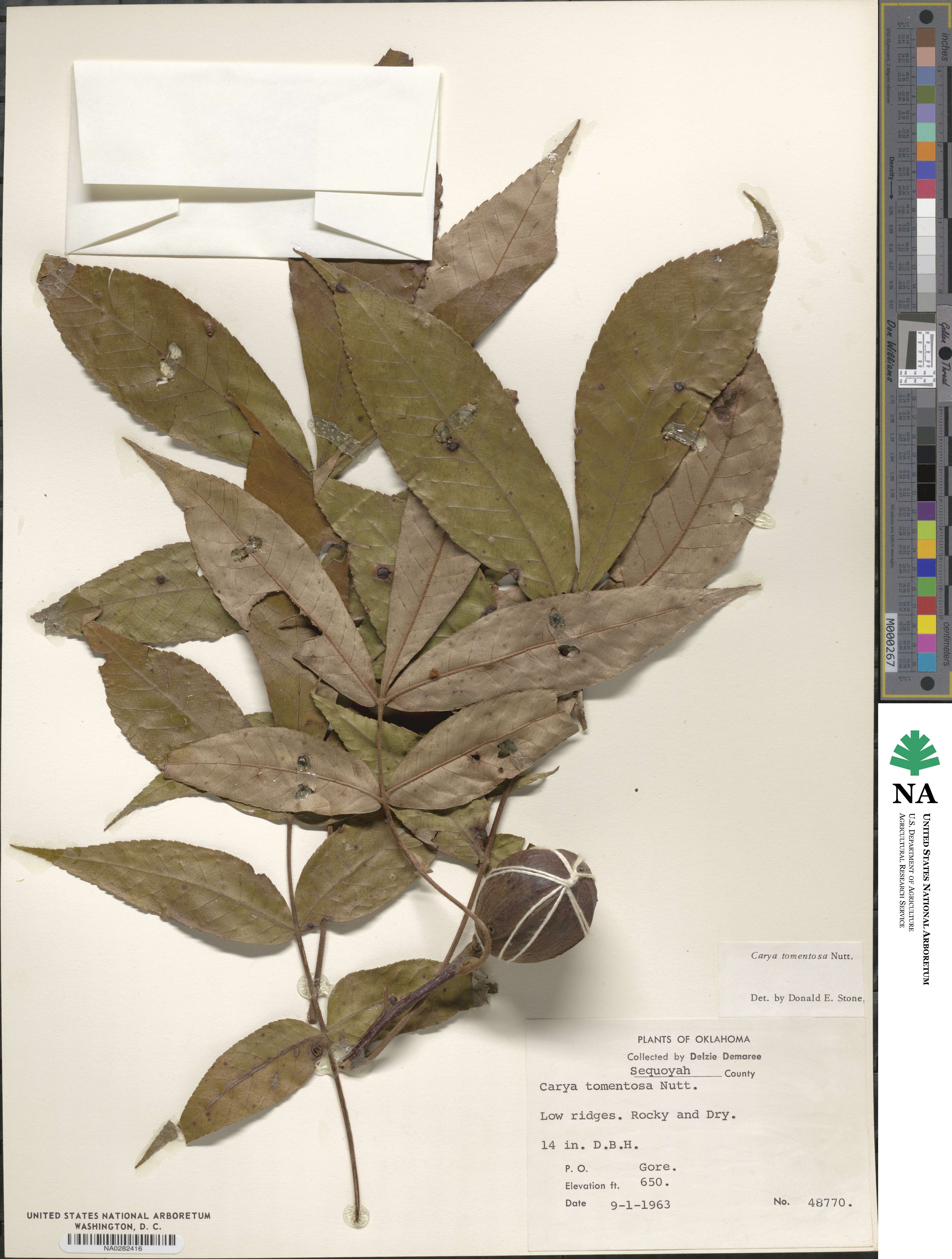 Carya image