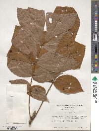 Carya alba image