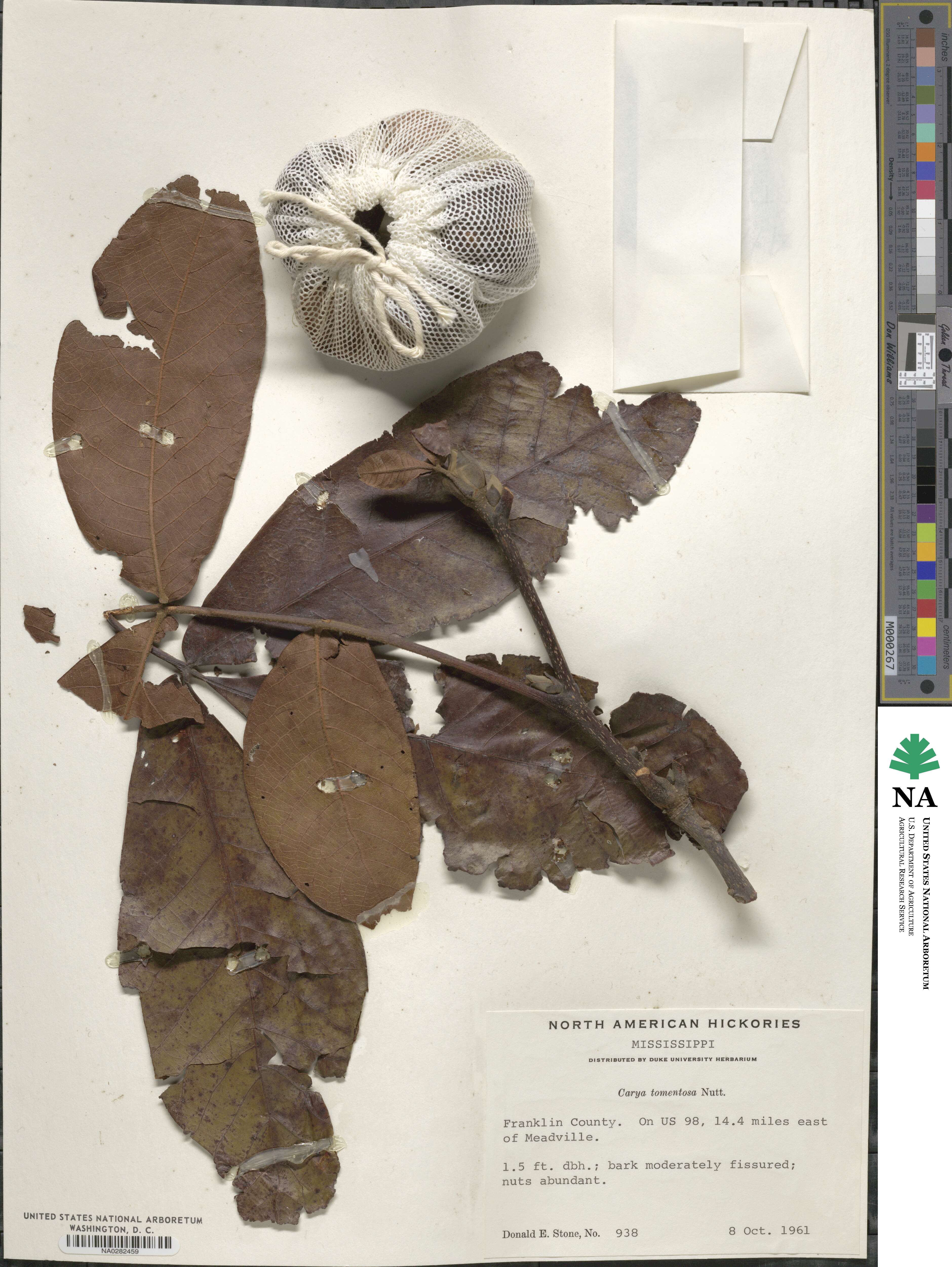 Carya alba image