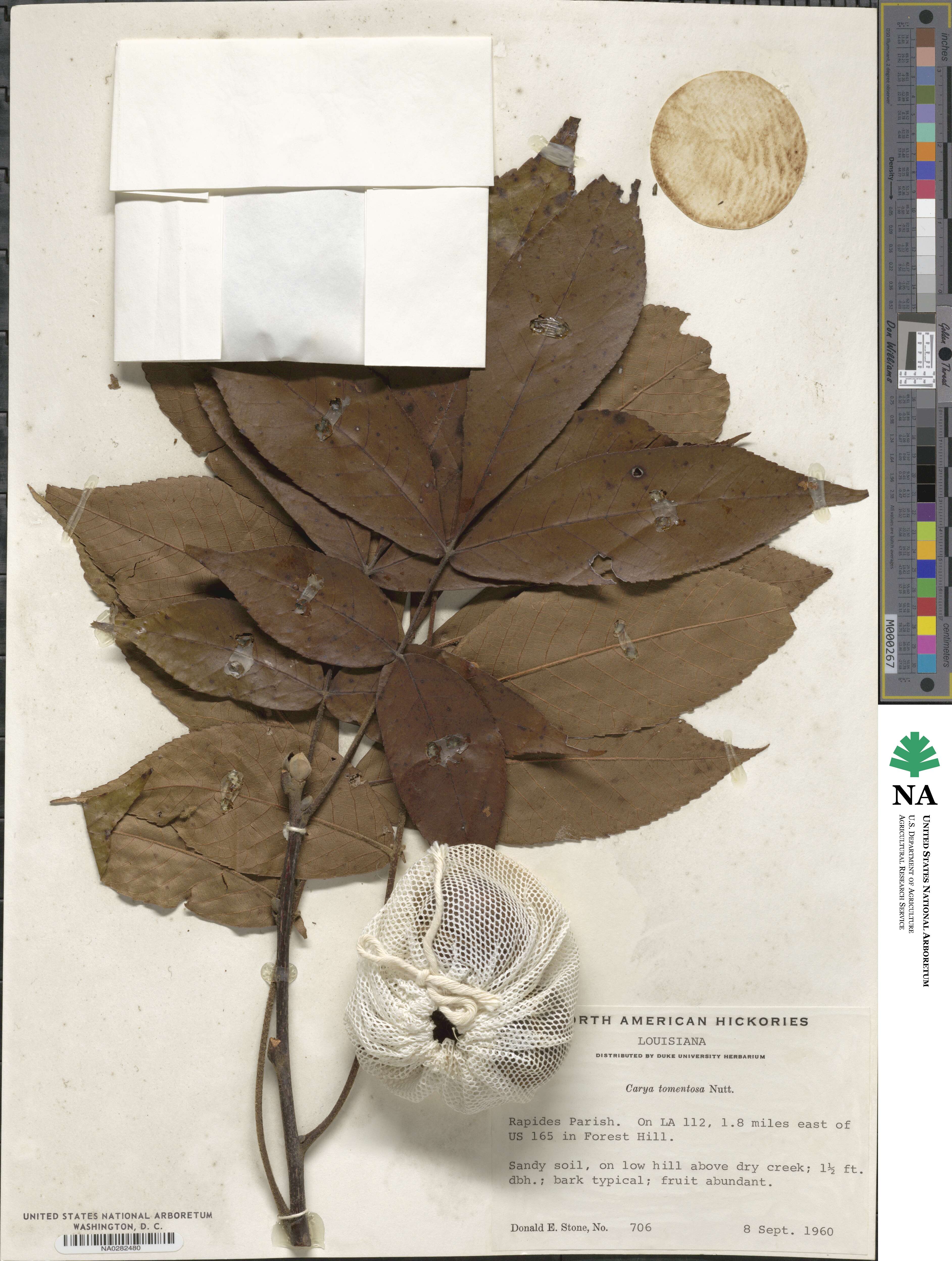 Carya image