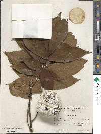 Carya alba image