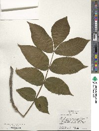 Carya alba image