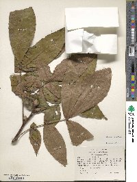 Carya alba image