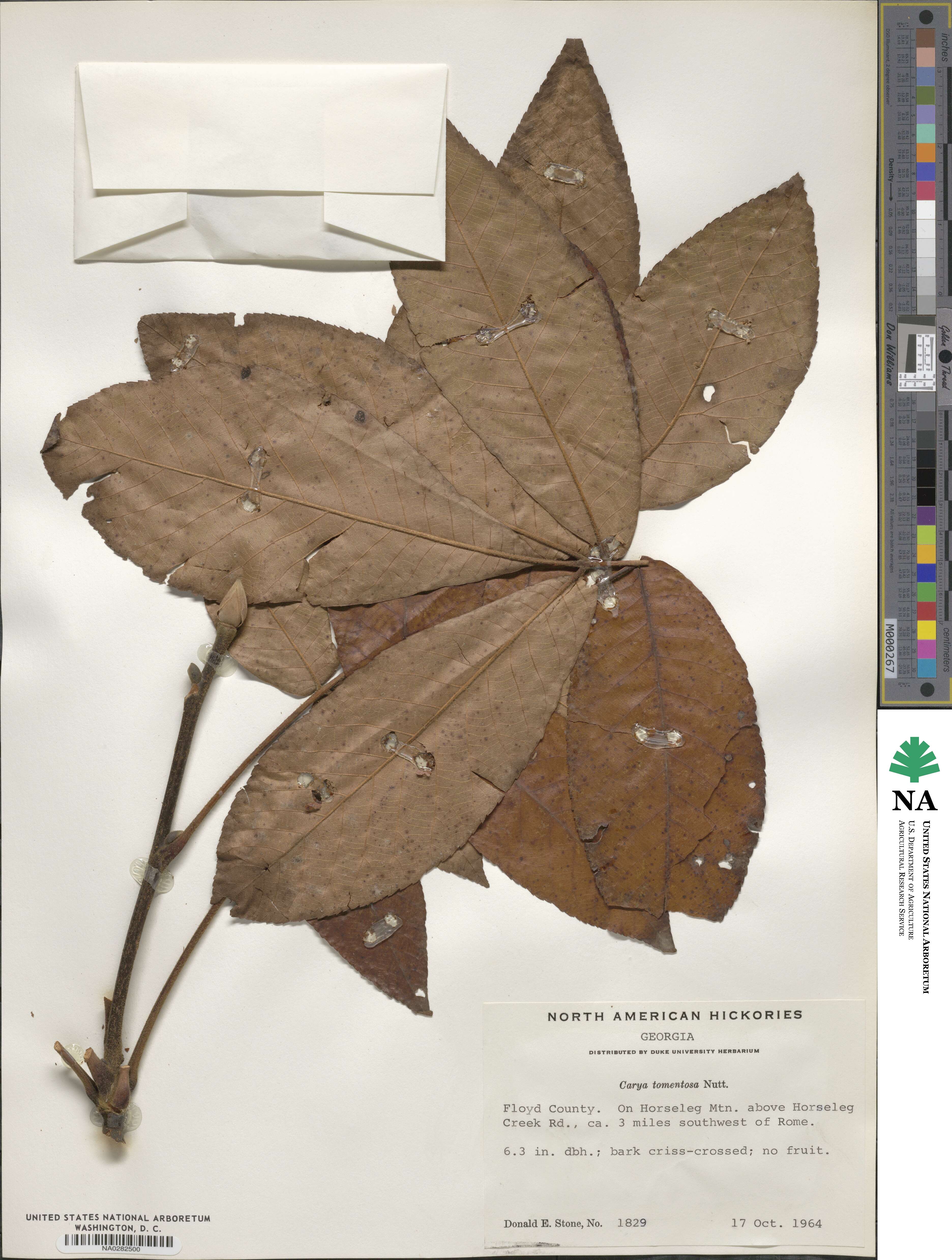 Carya alba image
