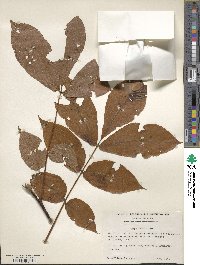 Carya alba image