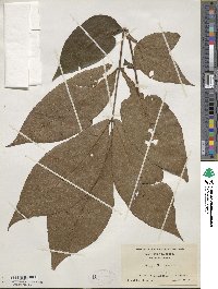 Carya alba image