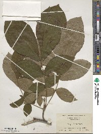 Carya alba image