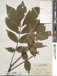 Carya alba image