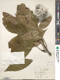 Carya alba image