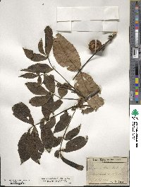 Carya alba image