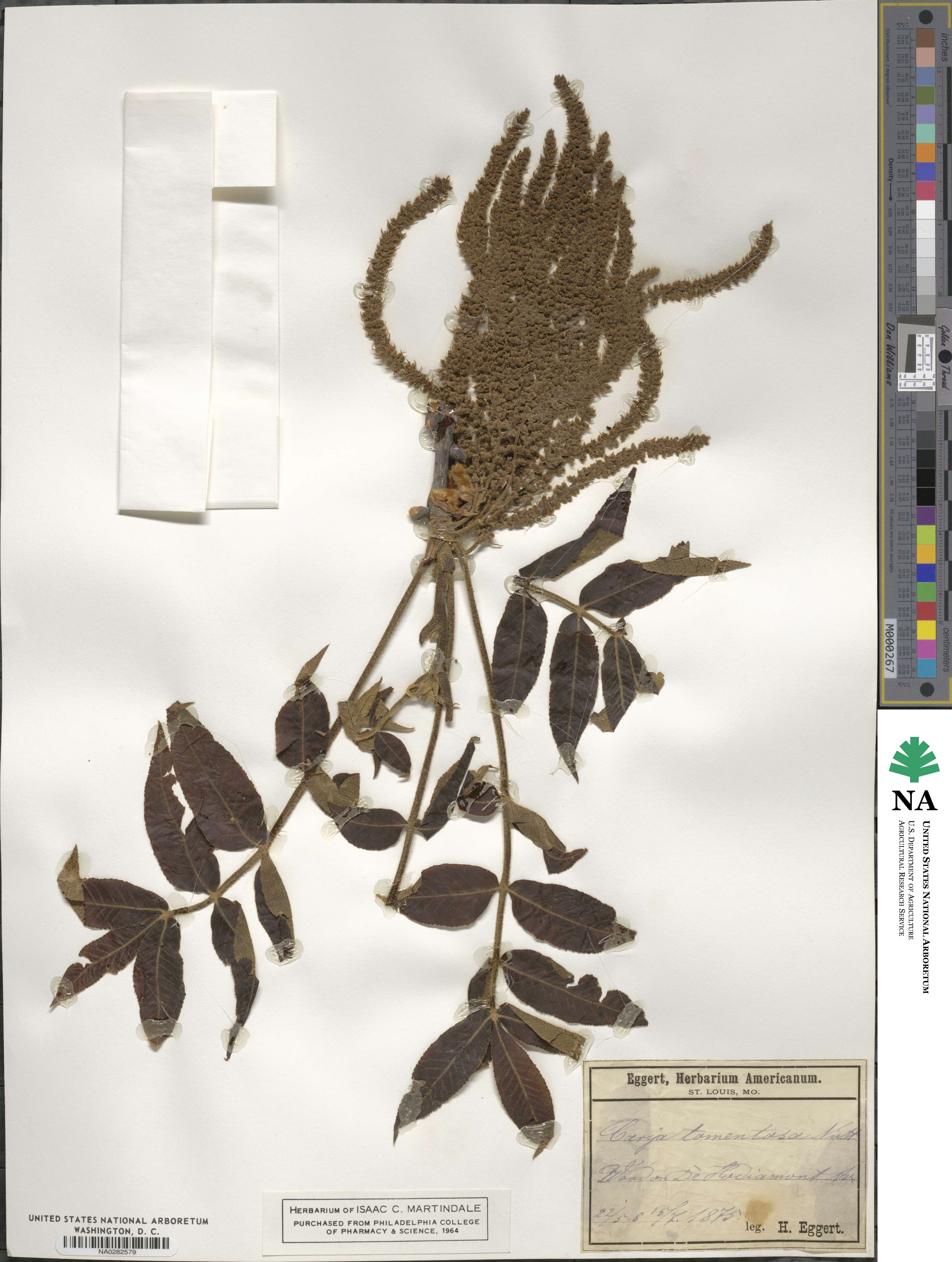 Carya alba image