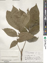 Carya alba image