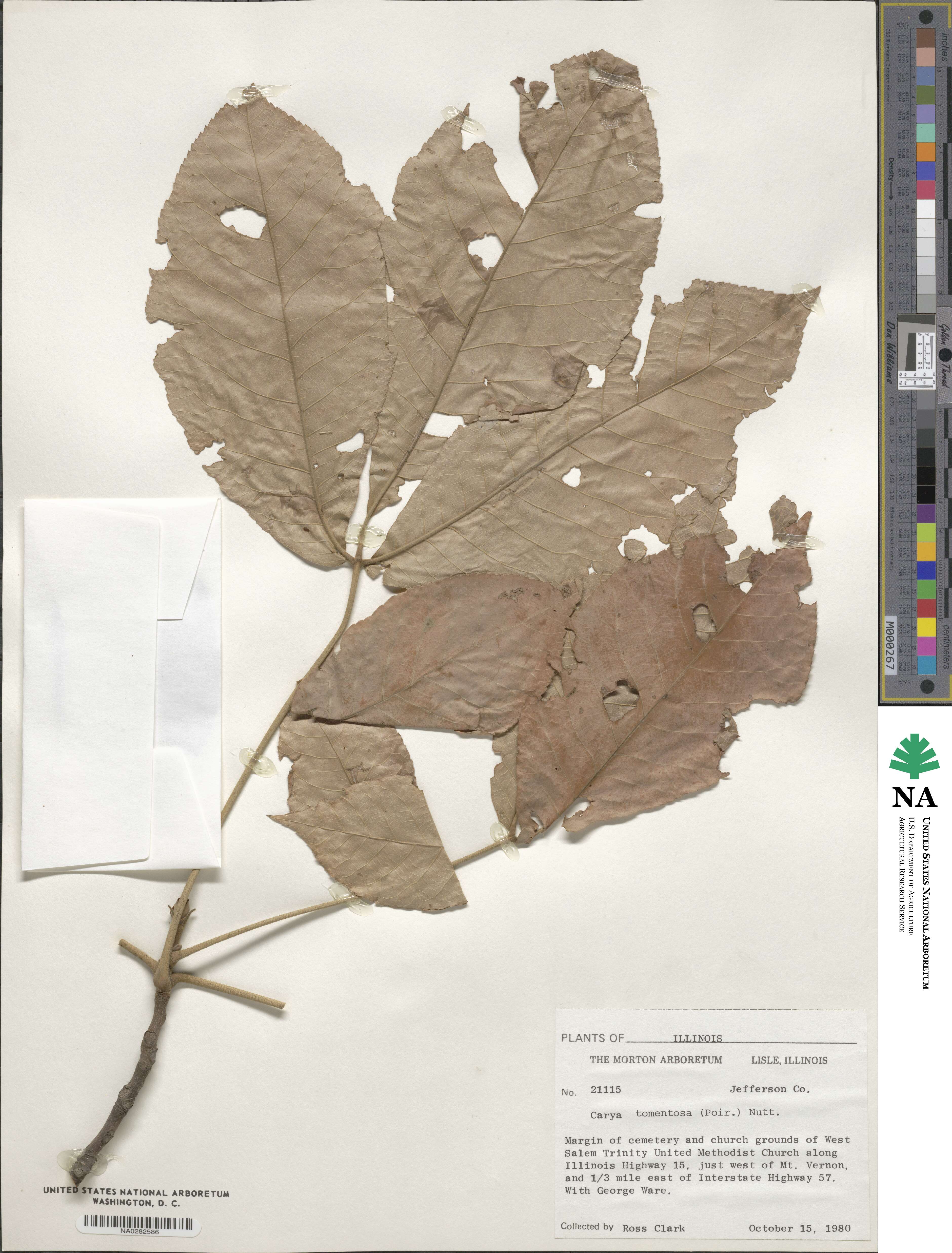 Carya alba image