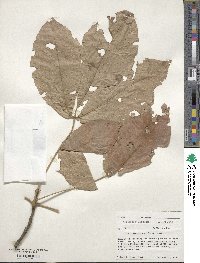 Carya alba image