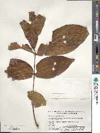 Carya alba image