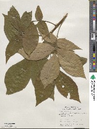 Carya alba image