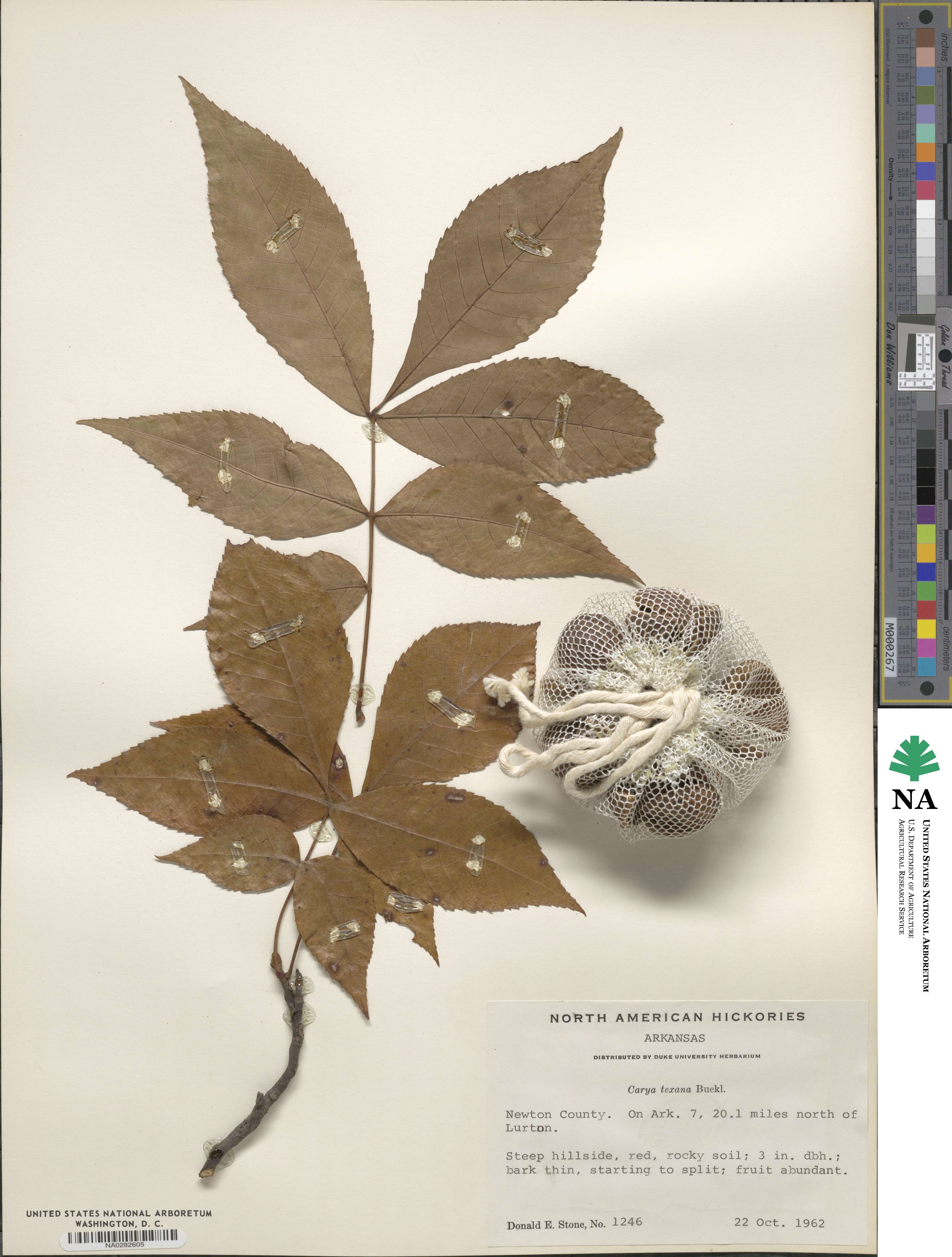 Carya texana image
