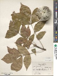 Carya texana image