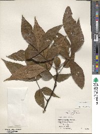 Carya texana image