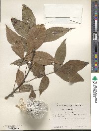 Carya texana image