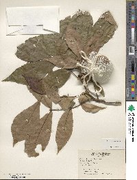 Carya texana image