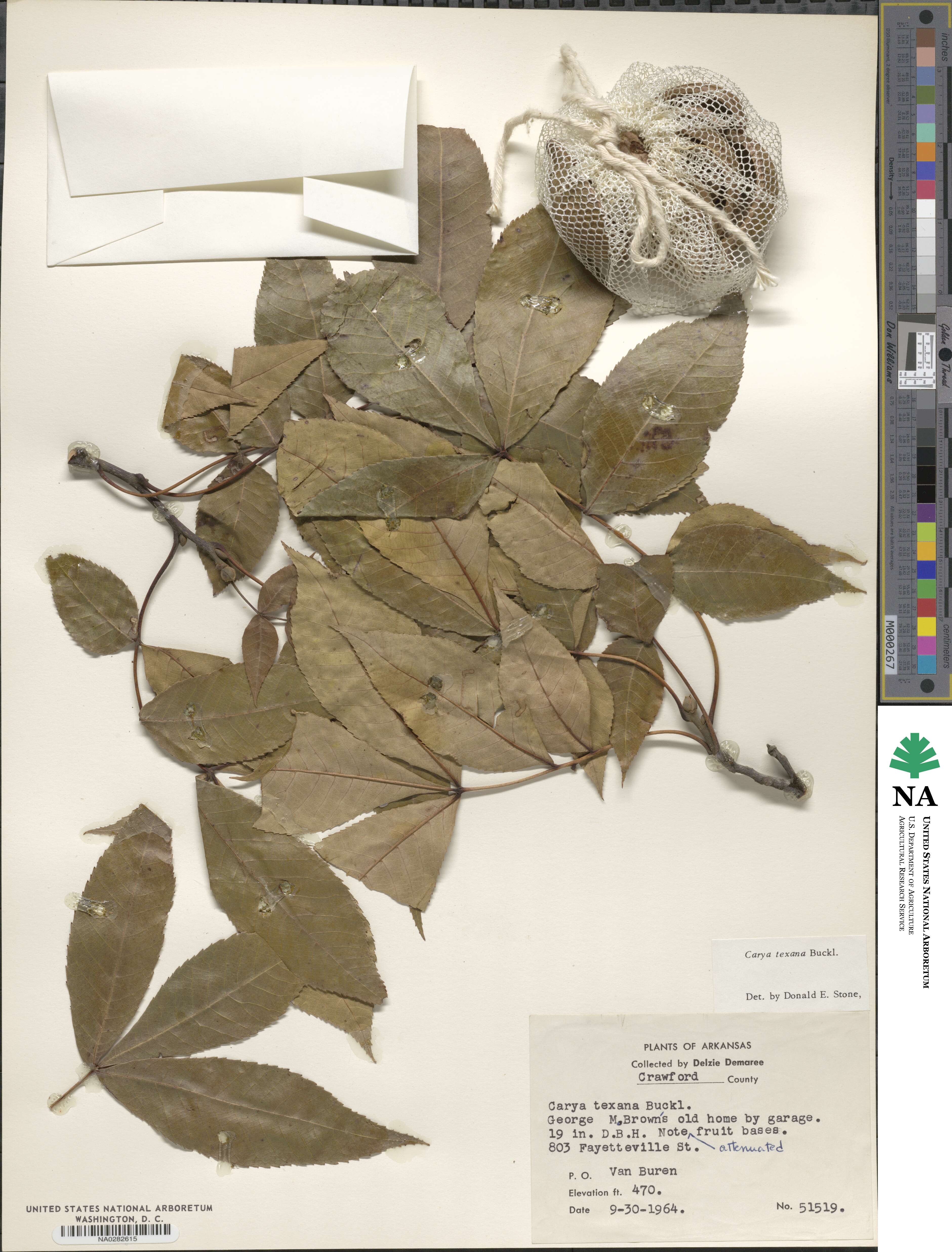 Carya texana image