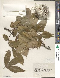 Carya texana image