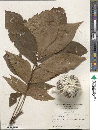 Carya texana image