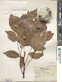 Carya texana image