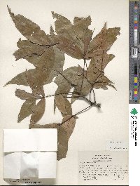 Carya texana image