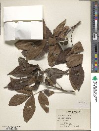 Carya texana image