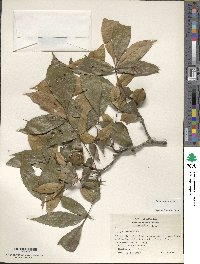 Carya texana image