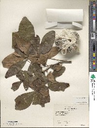 Carya texana image