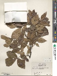 Carya texana image