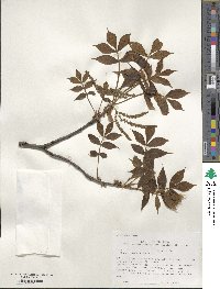 Carya texana image