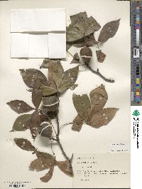 Carya texana image